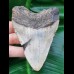 9,6 cm  hellgrauer Zahn des Megalodon