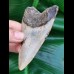 9,6 cm  hellgrauer Zahn des Megalodon