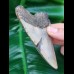 9,6 cm  hellgrauer Zahn des Megalodon