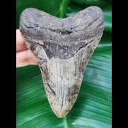 11,0 cm dolchförmiger Zahn des Megalodon