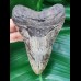 11,0 cm dolchförmiger Zahn des Megalodon
