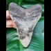 11,0 cm dolchförmiger Zahn des Megalodon