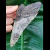 11,0 cm dolchförmiger Zahn des Megalodon