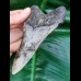 11,0 cm dolchförmiger Zahn des Megalodon