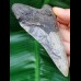 11,0 cm dolchförmiger Zahn des Megalodon