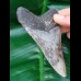 11,0 cm dolchförmiger Zahn des Megalodon