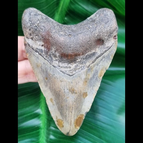 10,3 cm farbiger Zahn des Megalodon