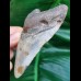 10,3 cm farbiger Zahn des Megalodon