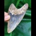 10,3 cm farbiger Zahn des Megalodon