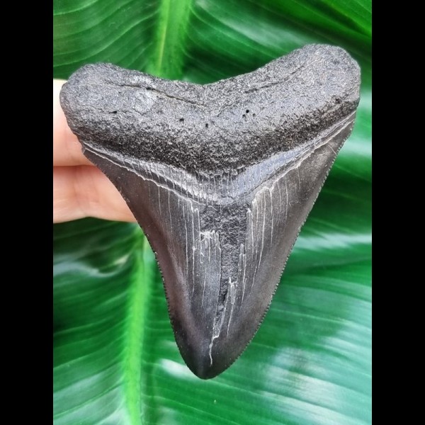 7,9 cm schwarzer Zahn des Megalodon