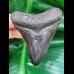 7.9 cm black tooth of megalodon