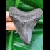 7,9 cm schwarzer Zahn des Megalodon