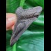 7.9 cm black tooth of megalodon