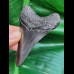 7.9 cm black tooth of megalodon