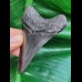 7,9 cm schwarzer Zahn des Megalodon