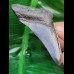 7.9 cm black tooth of megalodon