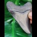 7.9 cm black tooth of megalodon