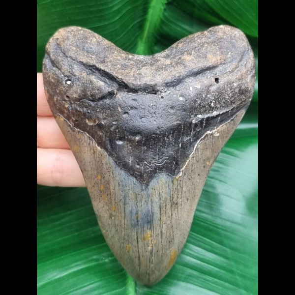 12,2 cm großer Zahn des Megalodon