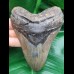 12,2 cm großer Zahn des Megalodon