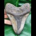 12,2 cm großer Zahn des Megalodon