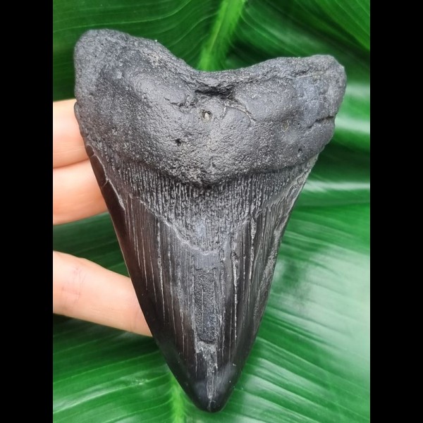 12,3 cm schwarzer Zahn des Megalodon mit breiter Wurzel