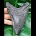 12,3 cm schwarzer Zahn des Megalodon mit breiter Wurzel