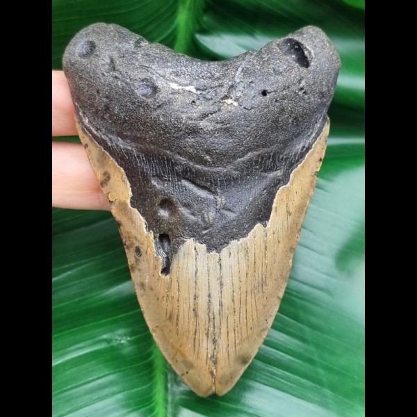 11,7 cm Zahn des Megalodon
