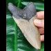 11,7 cm Zahn des Megalodon