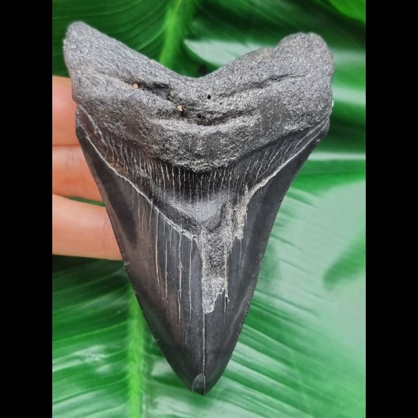 11,3 cm dolchförmiger schwarzer Zahn des Megalodon