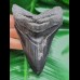 11,3 cm dolchförmiger schwarzer Zahn des Megalodon