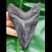 11,3 cm dolchförmiger schwarzer Zahn des Megalodon