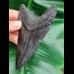 11,3 cm dolchförmiger schwarzer Zahn des Megalodon