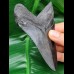 11,3 cm dolchförmiger schwarzer Zahn des Megalodon