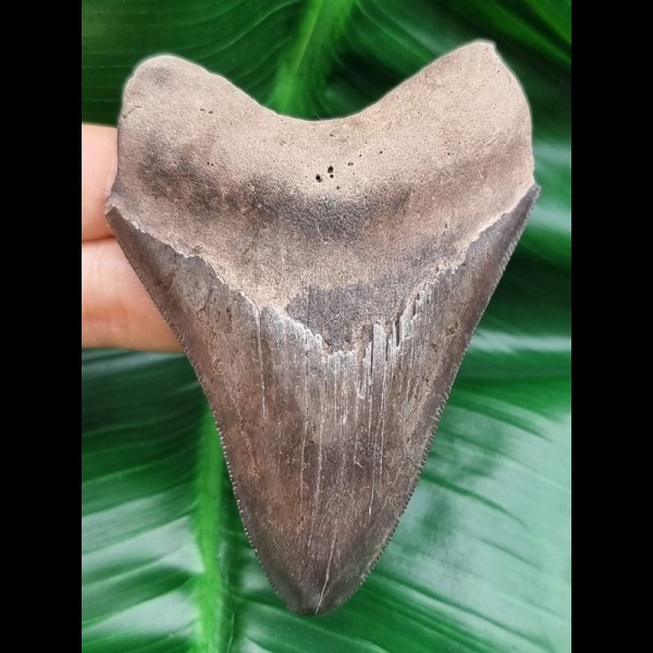 9,5 cm Zahn des Megalodon