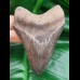 9,5 cm Zahn des Megalodon