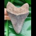 9,5 cm Zahn des Megalodon