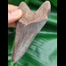 9,5 cm Zahn des Megalodon