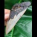 10,2 cm Zahn des Megalodon