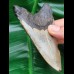 10,2 cm Zahn des Megalodon