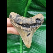 9,0 cm light tooth of megalodon