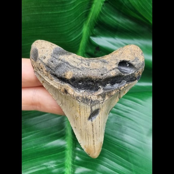 9,0 cm heller Zahn des Megalodon