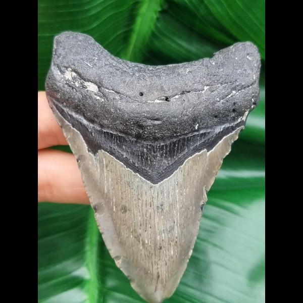 9,6 cm großer Zahn des Megalodon