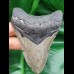 9,6 cm großer Zahn des Megalodon