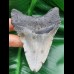 9,6 cm großer Zahn des Megalodon