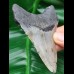 9,6 cm großer Zahn des Megalodon