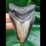8.8 cm tooth of megalodon
