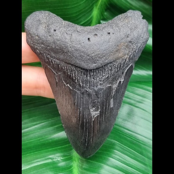 10,4 cm schwarzer Zahn des Megalodon