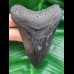 10,4 cm schwarzer Zahn des Megalodon