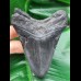 10,4 cm schwarzer Zahn des Megalodon