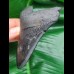 10,4 cm schwarzer Zahn des Megalodon